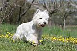 WESTIE 196
